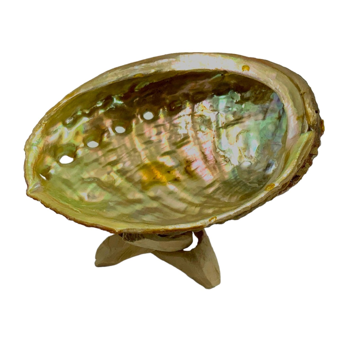 Abalone Shell