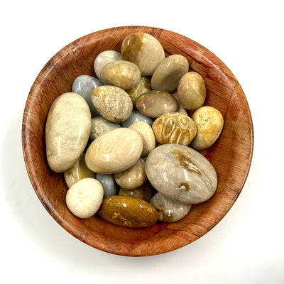 Polished Fossil Coral Crystal for Grounding and Emotional Support