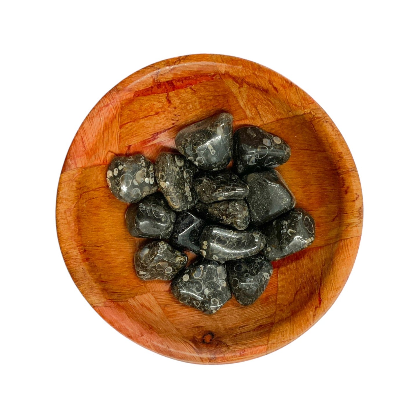 Polished Turritella Agate Crystal for Ancestral Healing & Inner Strength