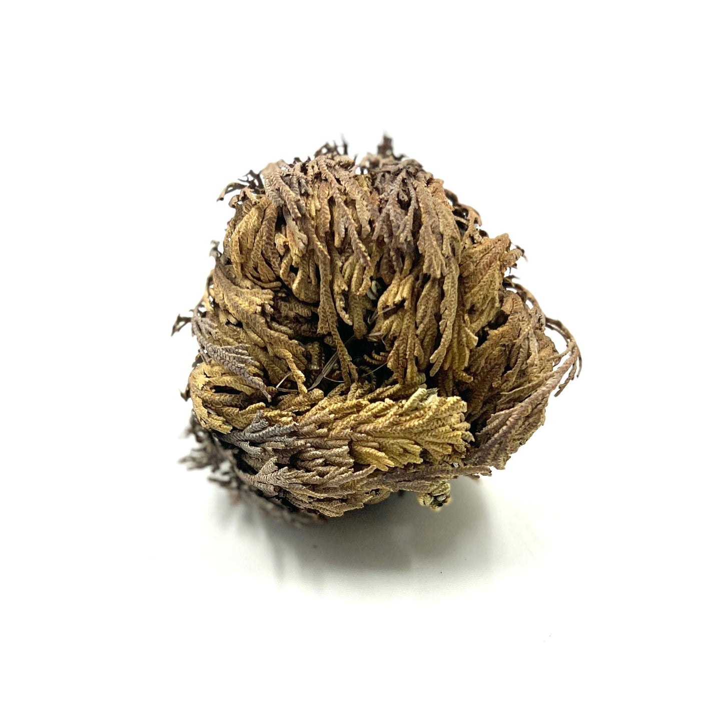 Rose of Jericho (Resurrection Rose)