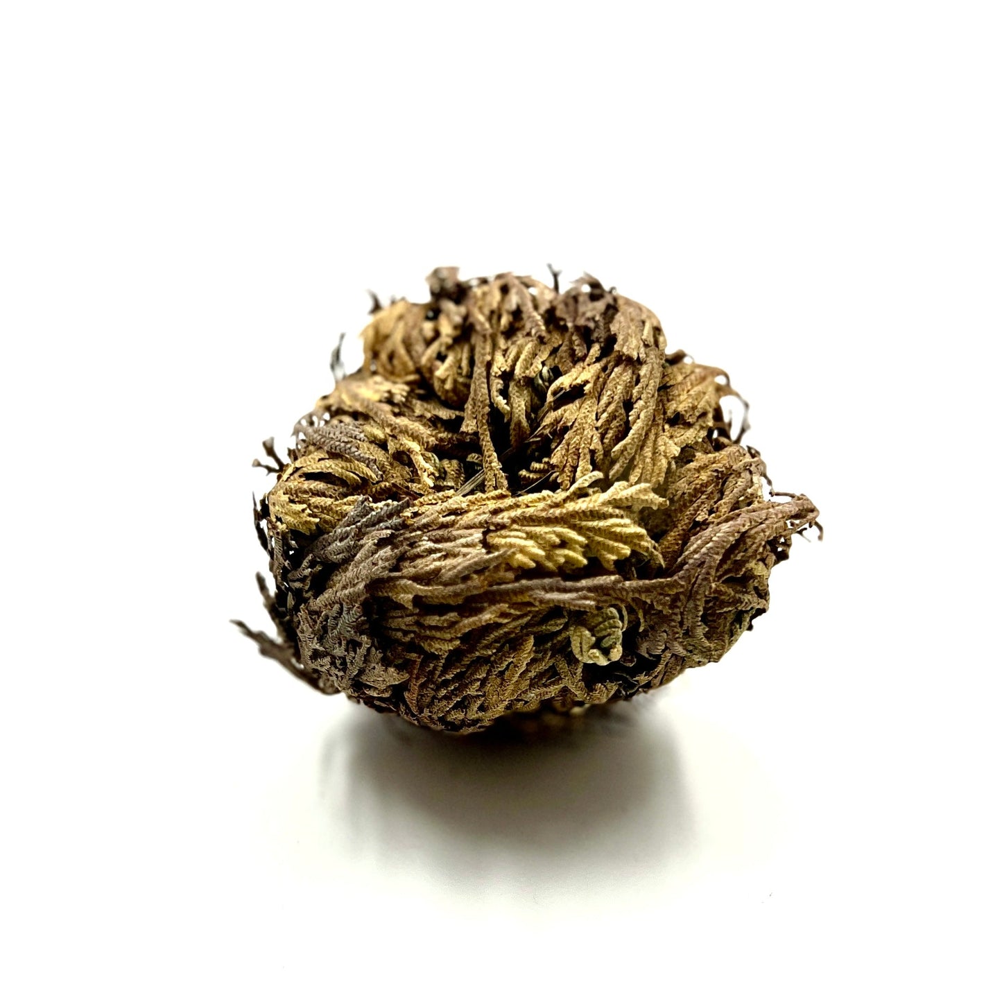 Rose of Jericho (Resurrection Rose)