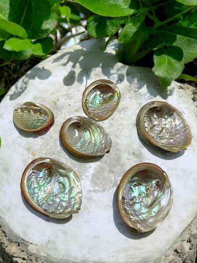 Abalone Shell *